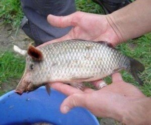 Griskött-i-fisk1