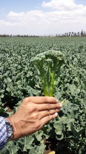 Supergod broccolisort med lång stam som smakar sparris. Säljer som bara den i UK.
